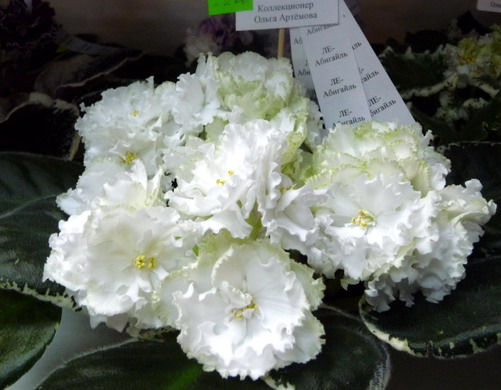 ЛЕ-Абигайль (кол. Артемова).jpg