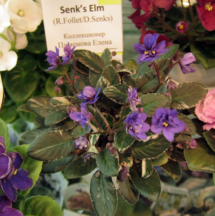 Senk's-Elm.jpg