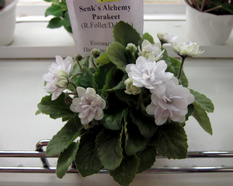 Senk's-Alchemy-Parakeet..jpg