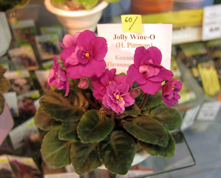 Jolly-Wene-O.jpg