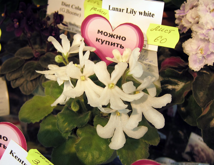 Lunar-Lily-white.jpg