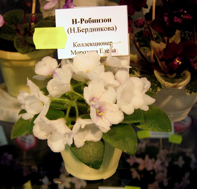 Н-Робинзон.jpg