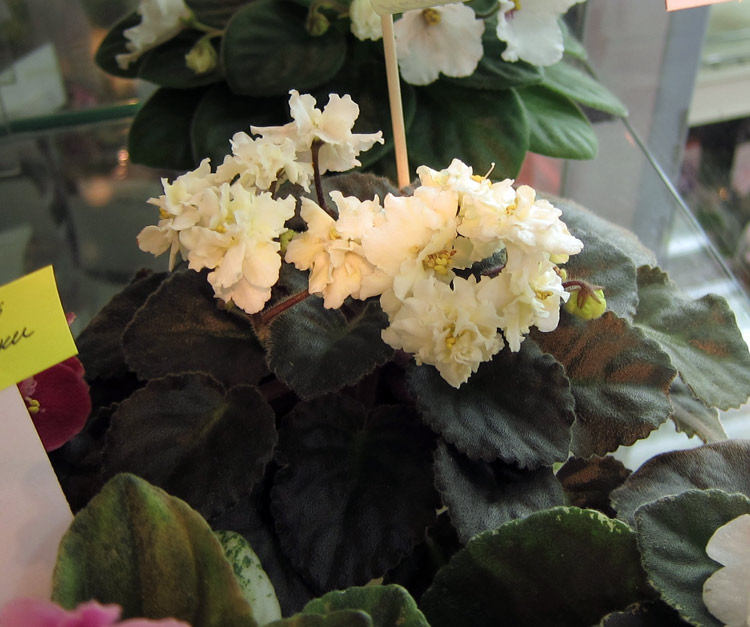 Jolly-Moonflower.jpg