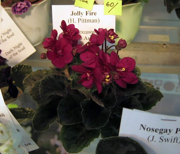 Jolly-Fire.jpg