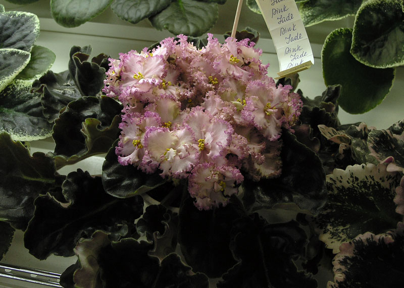 Pink Jade