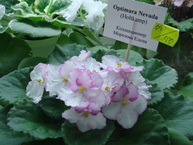 Optimara-Nevada.jpg