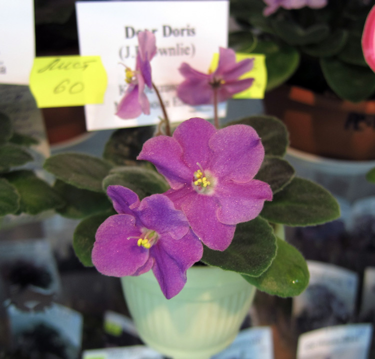Dear-Doris.jpg