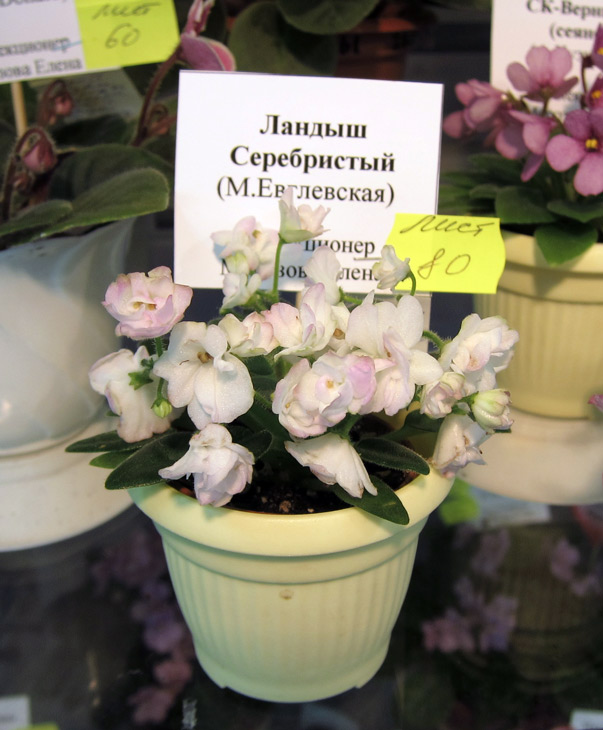 Ландыш-Серебристый.jpg