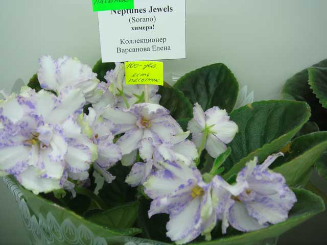 Neptunes-Jevels.jpg