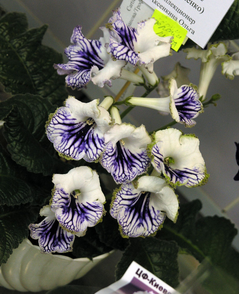 Cartier,
