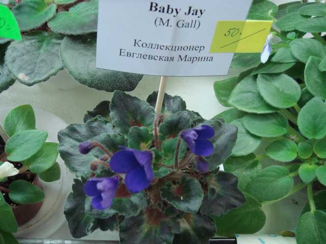 Baby-Jay.jpg