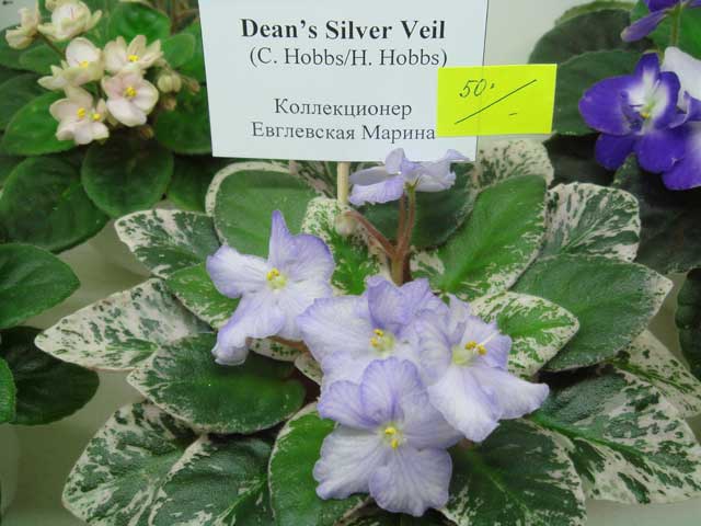 Dean's-Silver-Veil.jpg