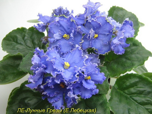 ЛЕ-Лунные Грезы 21.jpg