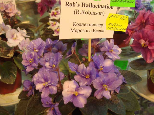 Rob's-Hallucination.jpg