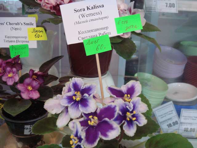 Sora-Kalissa.jpg