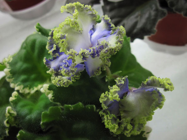 Ma's-Fat-Froggie3.jpg