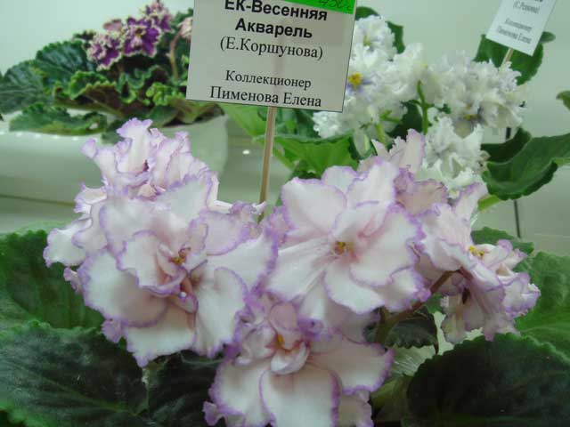 ЕК-Весенняя-Акварель.jpg