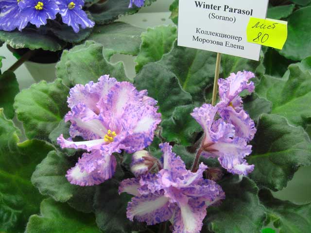 Winter-Parasol.jpg