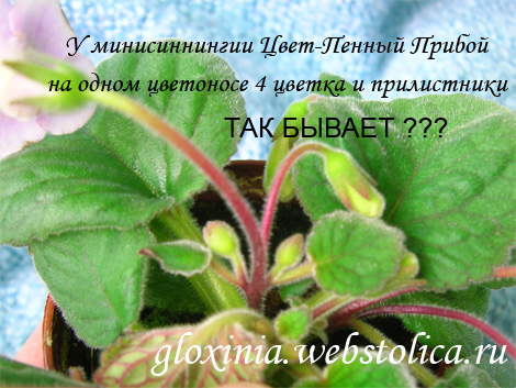 На-цветоносе-4-цветка-Пенный-Прибой-470pi.jpg