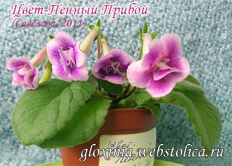 Цвет-Пенный-Прибой+-470pi.jpg