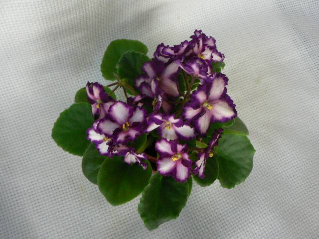 Ultra Violet Saturn (Green Circle N. Blansit).jpg