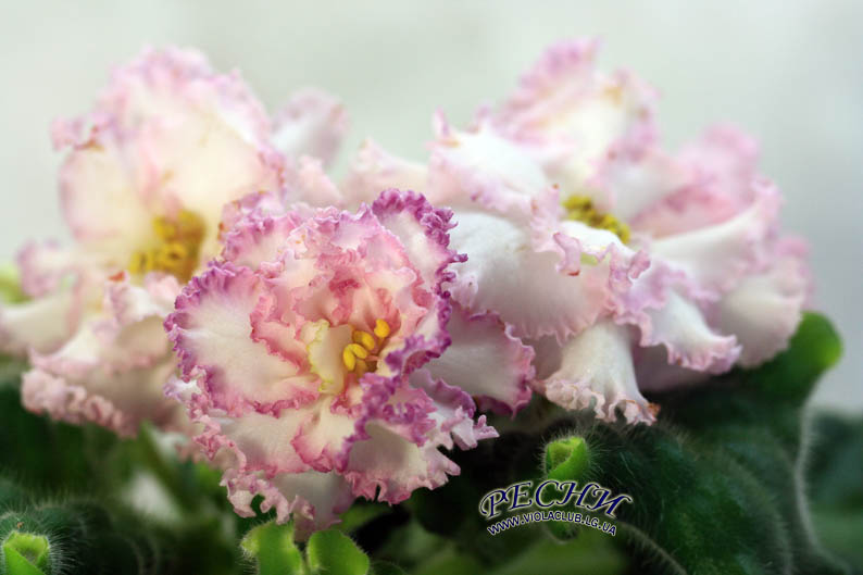 IMG_8730 копия.jpg