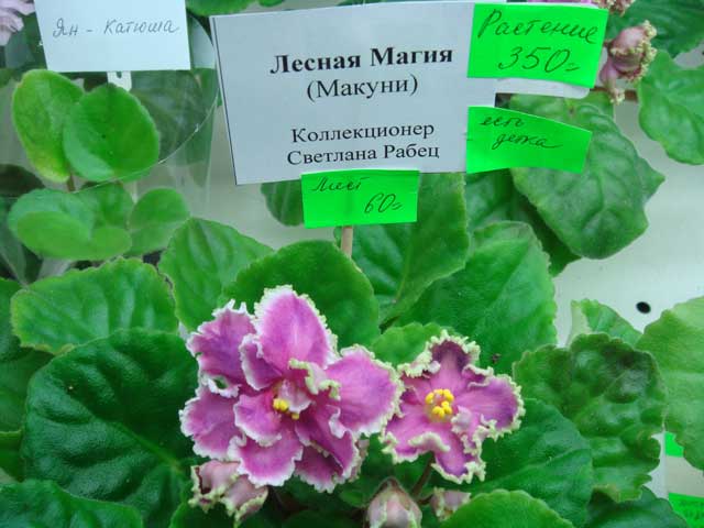 Лесная-Магия.jpg