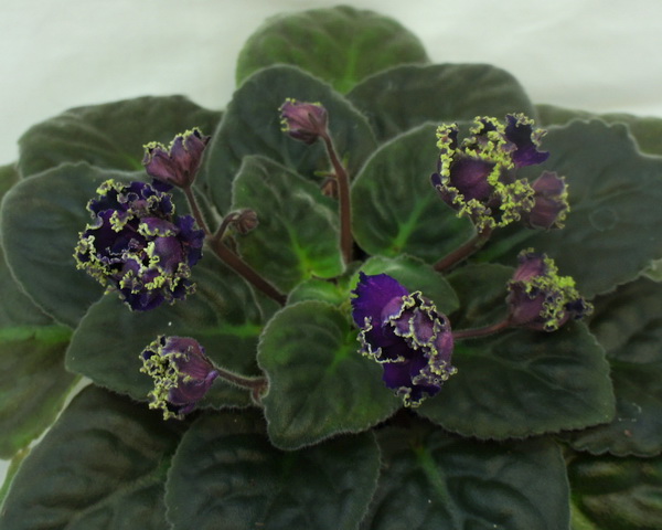 Purple Passion ..jpg