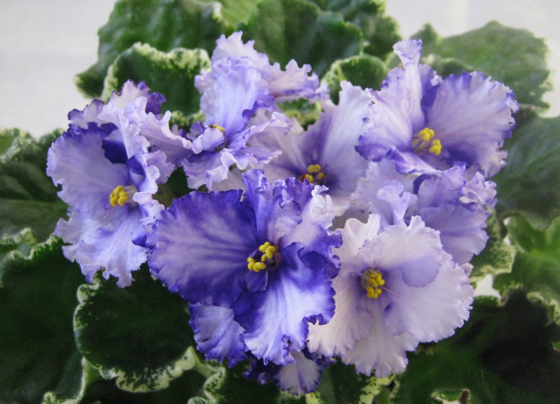 Lavender Swirls.JPG
