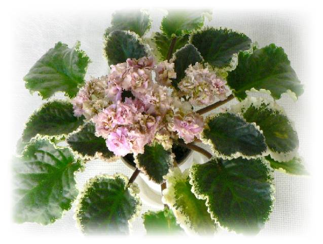 Ma's Corsage.jpg