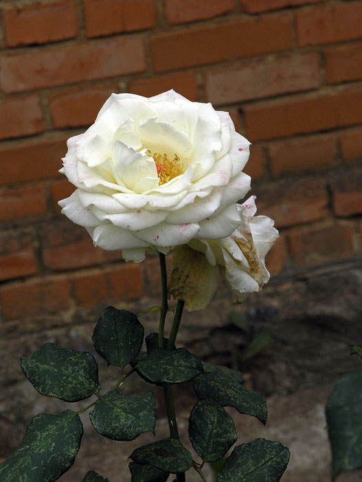 PA159636.JPG