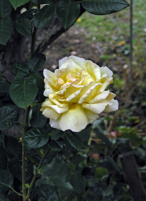PA159647.JPG