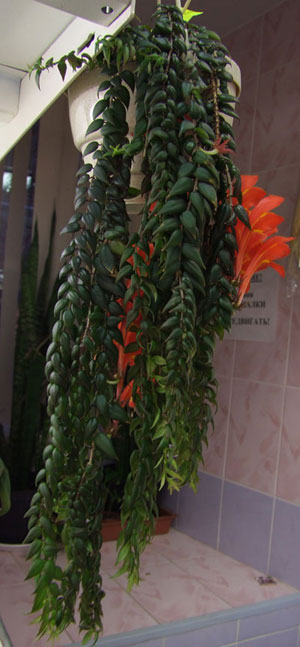 Колумнея-(Карпова).jpg