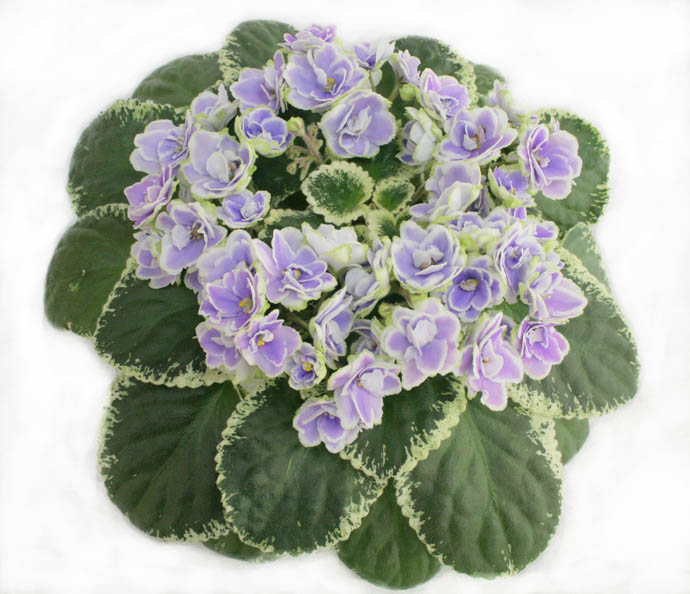 "Best in show"  лучшая сенполия выставки:<br /> Buckeye Seductress (Hancock) коллекционер   М.Фёдорова