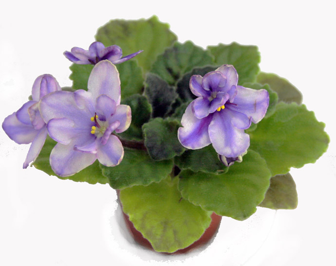 2 место Morgan's Heliotrope коллекционер Н.Старостенко