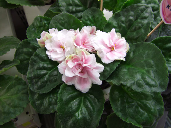 РС-Кузина-(Кузина).jpg