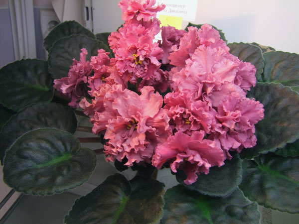 Strawberry-Kiss-(Данилина).jpg