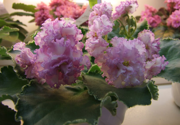 ЛЕ-Изольда-(Хохлова).jpg