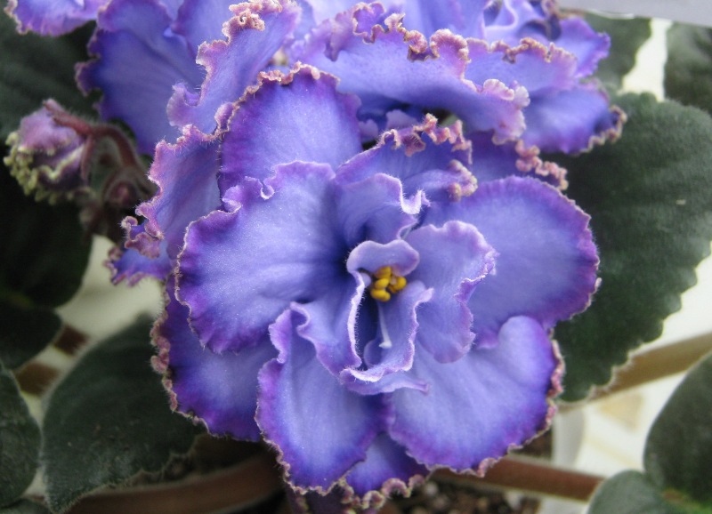 Комаров Blue Dragon.JPG