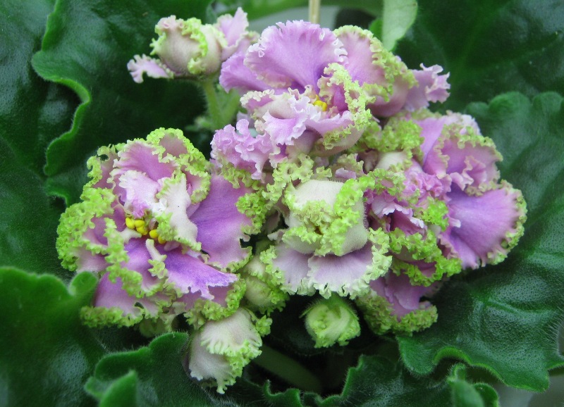 Кузина ЛЕ-Денди.JPG
