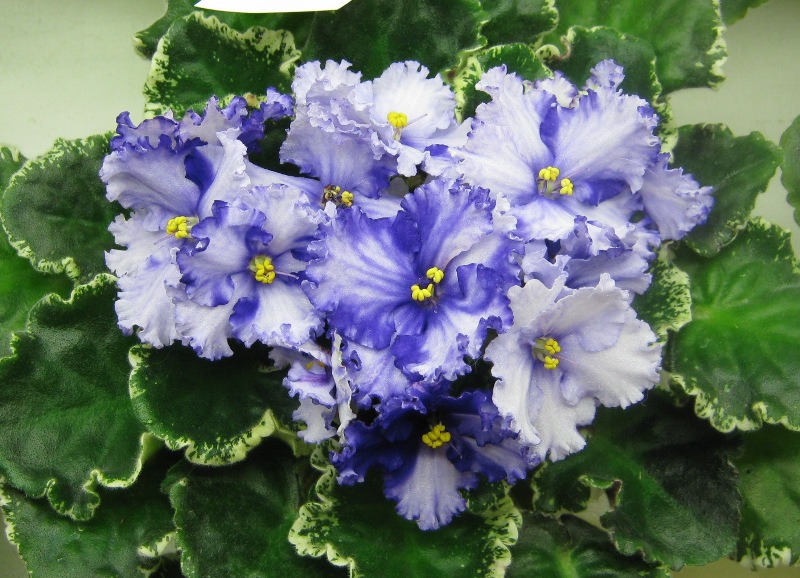 Нестерова Lavender Swirls.JPG