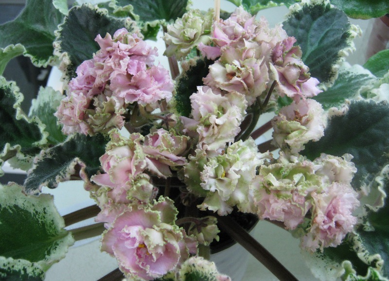 Шевич Ma's Corsage.JPG
