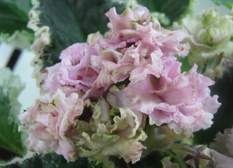 Шевич Ma's Corsage..JPG