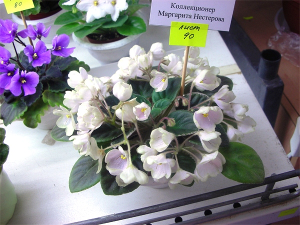 Н-Подснежник из коллекции Риты Нестеровой