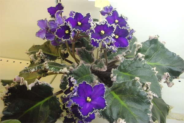 Evening Escort из коллекции И. Трофимовой