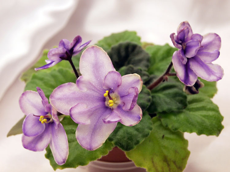 Morgan's Heliotrope Fairy.jpg