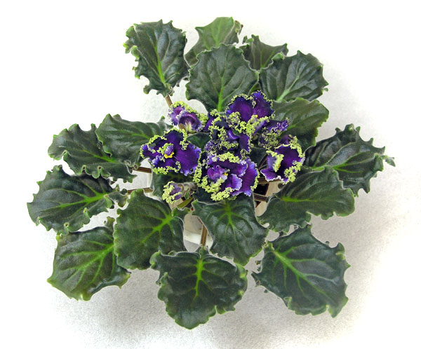 Emerald Lace-спорт из коллекции Ольги Аксёнкиной.