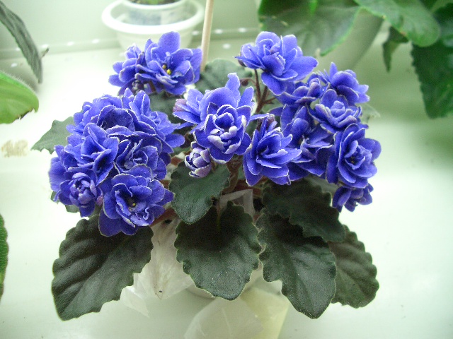 Ness' Crincle Blue, Комаров.JPG