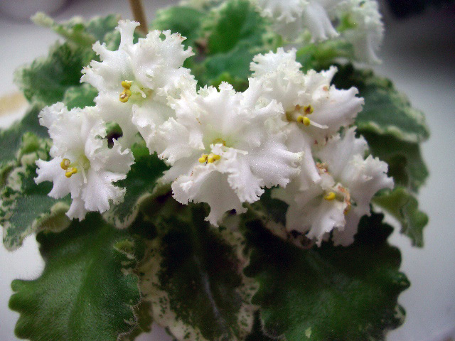 Ruffled Joy, Щедрина.jpg