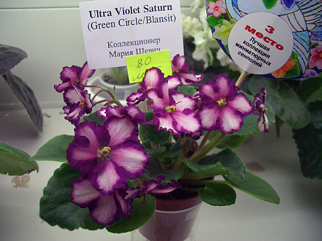 UIltra Violet Saturn.jpg